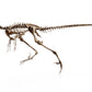 Velociraptor Skull