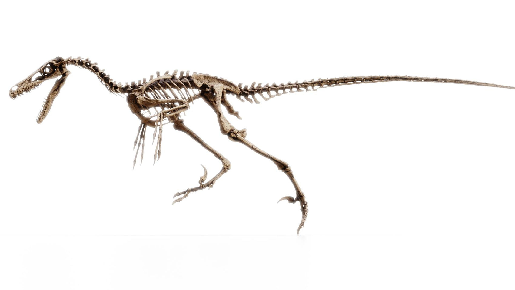 Velociraptor 1:3 scale skeleton (70cm)